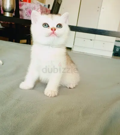 White silver chinchilla female young kitten