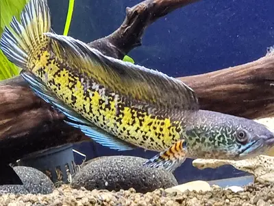 Super Highfin Channa Auranti Golden Cobra 26 cm