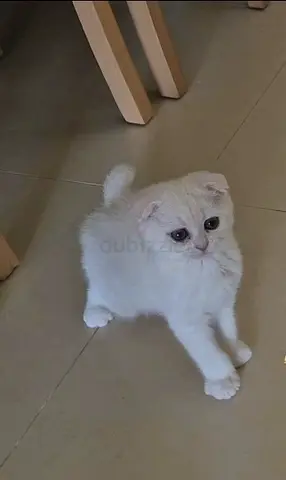Young white Scottish Fold kitten available — playful and friendly