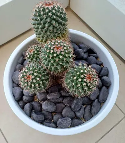 Baby Cactus
