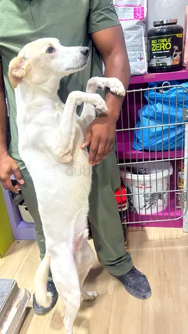 Free dog