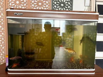 Large 100cm Pufeit Tank