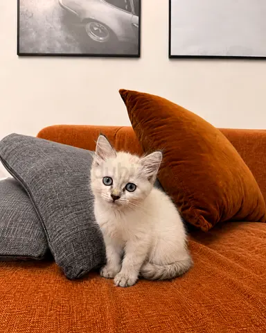 Lynx Point 8 weeks Old Kitten