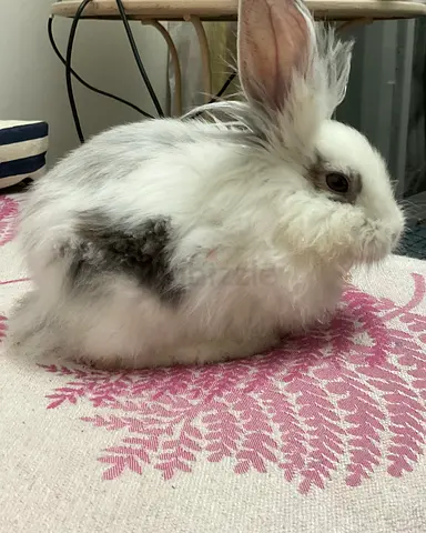 6 Month Old Bunny for Adoption
