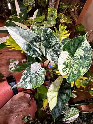 Alocasia Dragon scale mint variegated  Aed325/-. Pickup near  Burjuman