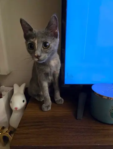 Kitten