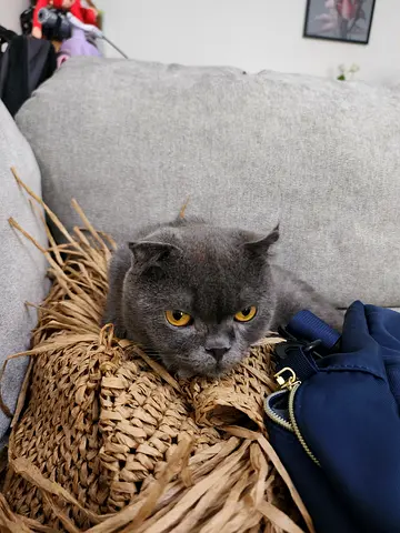 Scottish fold cat female