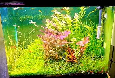Planted Aquarium