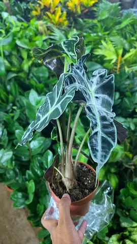 Indoor plant