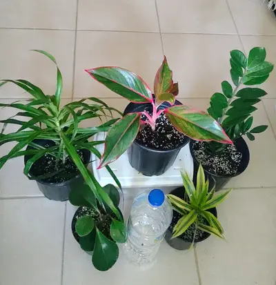 Take all 5 easy to take care  indoor plants Final price , last price , best price 60 dhs only