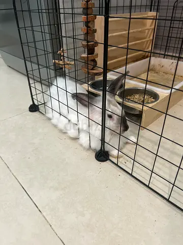 Rabbits