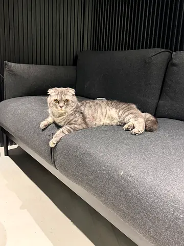 Friendly Scottish Fold kitten available for adoption