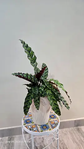 Calathea lancifolia (Rattlesnake Plant) potted indoor plant - healthy, mature