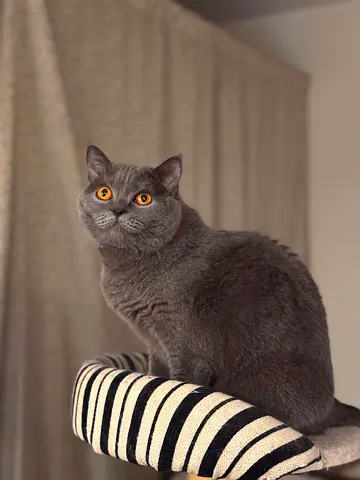 Free Cat Adoption – Loving Home Needed