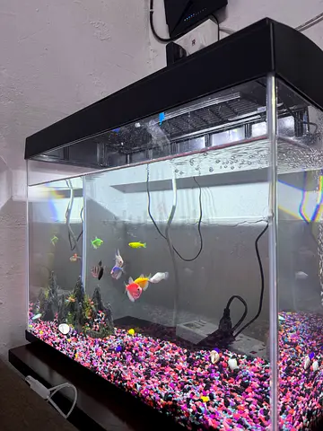 Fish tank for Sale( including, Fish, stones, oxygen)