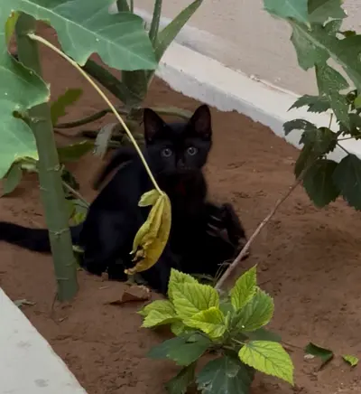 Young black kitten available for adoption — friendly and playful