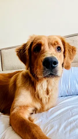 Friendly Golden Retriever looking for a new home