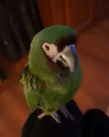 Lost Green Parrot
