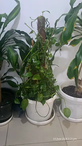 Assorted indoor potted plants - large green Potus with pot and two climbing sticks.