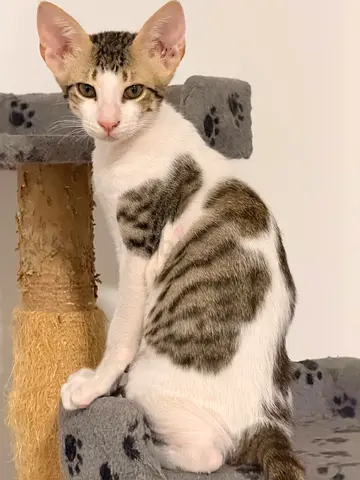Vaccinated male kitten 3 months old for free adoption
