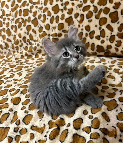 Playful kitten