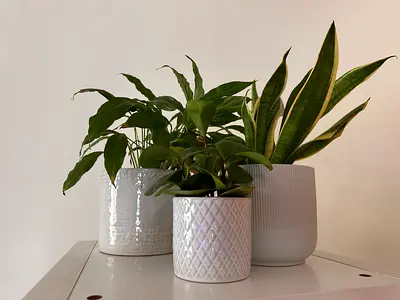 Potted plants