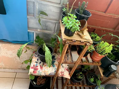 Wooden multi-tier plant stand with pots