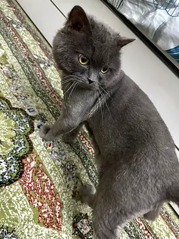 Persian Cat for adoption
