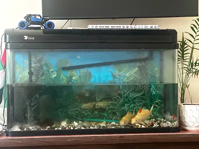 Large Glass Fish Aquarium with Hood and Lighting - Ready to Use