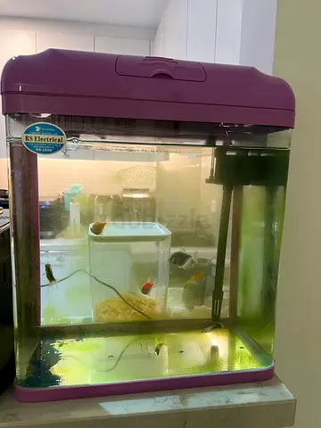 Small home aquarium with assorted small fish and filter (ready to keep)