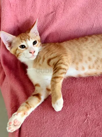 Vaccinated male kitten 3 months old for free adoption