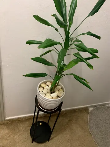 Indoor potted plant with decorative stand and white stones