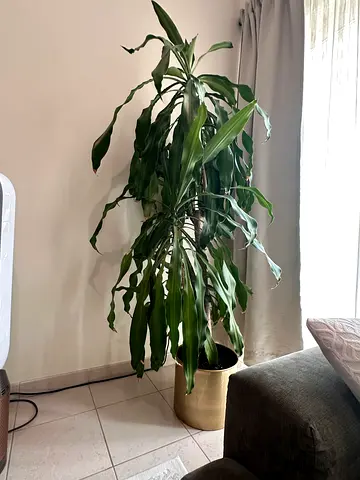 Large indoor Dracaena plant in decorative pot - healthy, low maintenance