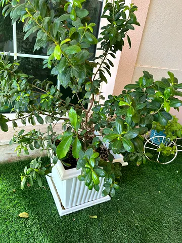 2 Bonsai plants 70 to 80 cm