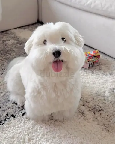 Maltese puppy for adoption