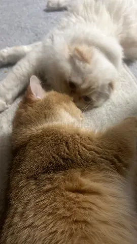 cat for adoption