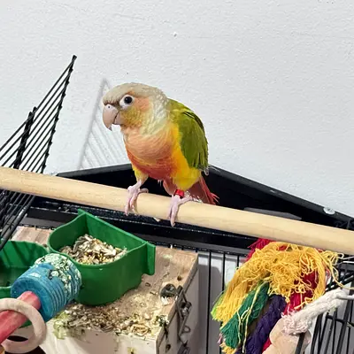 Pineapple counre bird