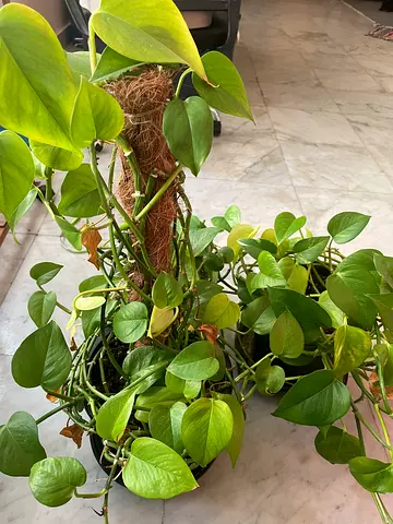 Pothos/ Money plant for sale
