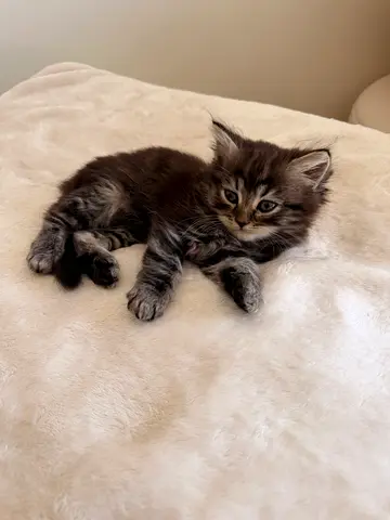 Kittens for Adoption