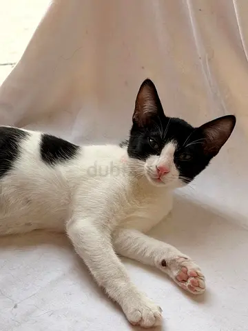 Vaccinated female kitten 3 months old for free adoption