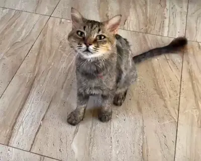 ***FREE ADOPTION ***beautiful cat 🐱