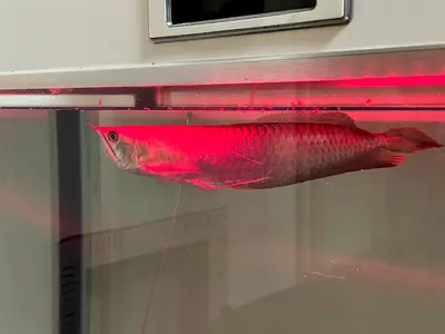 Sliver Arowana and big sucker for adoption