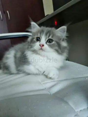 kittens