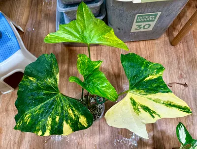 Variegated Anthurium Pterodactyl plant. Aed600/-. Pickup from financial center metro station. Delive