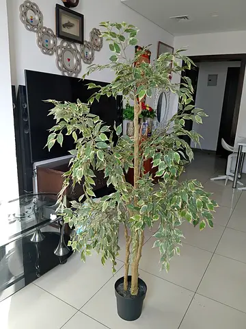 Tall Variegated Artificial Ficus Tree in Pot - Good Condition