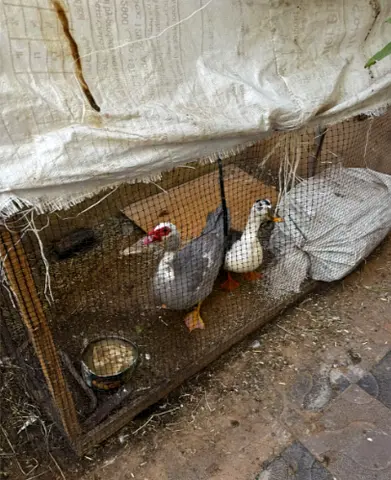 Ducks