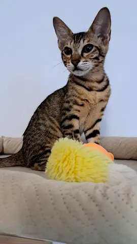 *FREE ADOPTION* Meet Kittens Adam  Eve 💛 Their Bags Are Packed—Now They Just Need a Family 💛