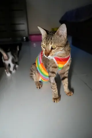 Cat for Free Adoption