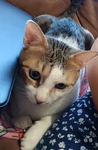 Cat for adoption