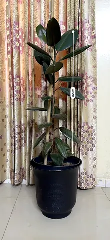 Rubber plant